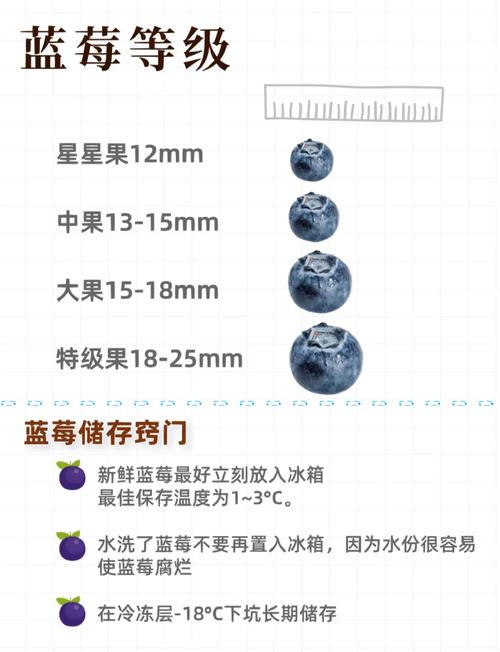 怎么挑选新鲜蓝莓？果霜完整度是关键