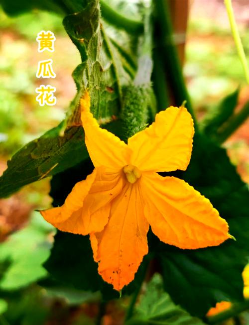 如何挑选新鲜的黄瓜花簇？