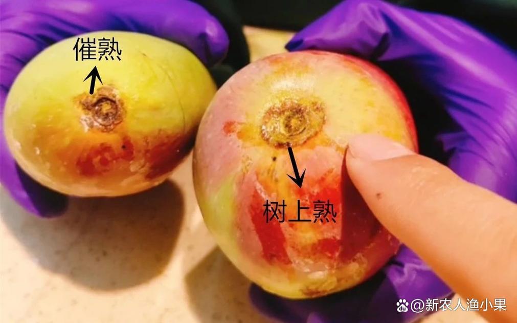 怎样挑选成熟的芒果？