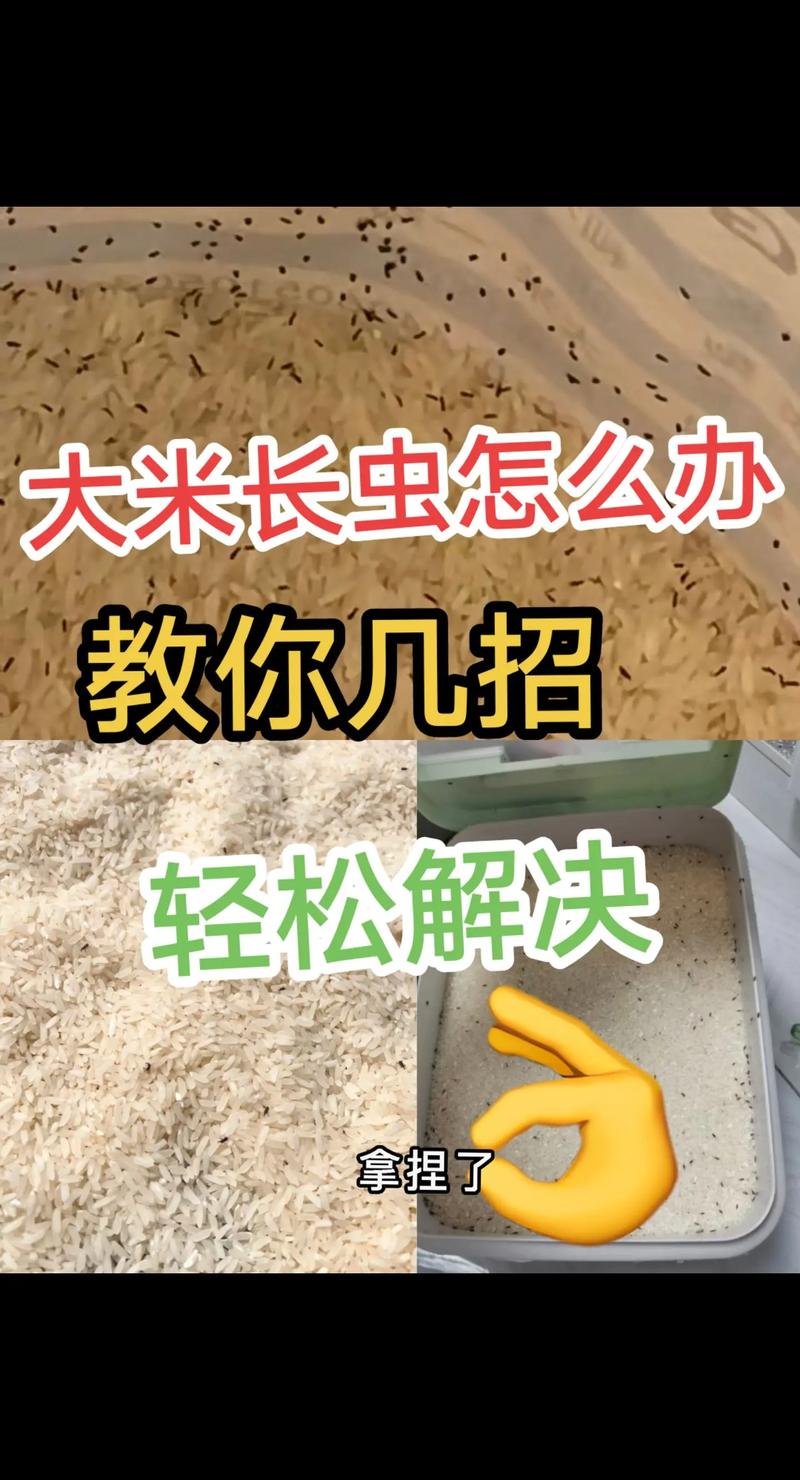 怎样保存大米不生虫？