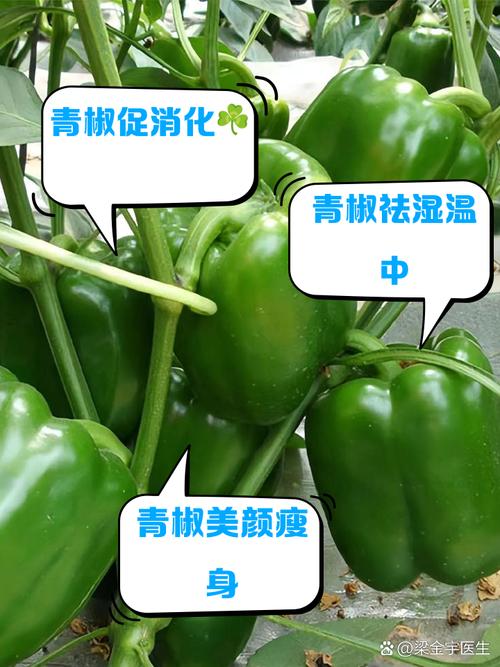 如何挑选新鲜的青椒块状？