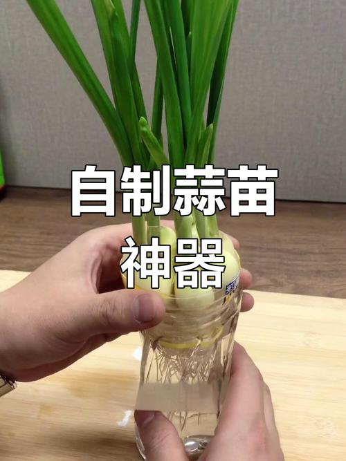 矿泉水瓶种蒜苗?水培与土培生长速度对比