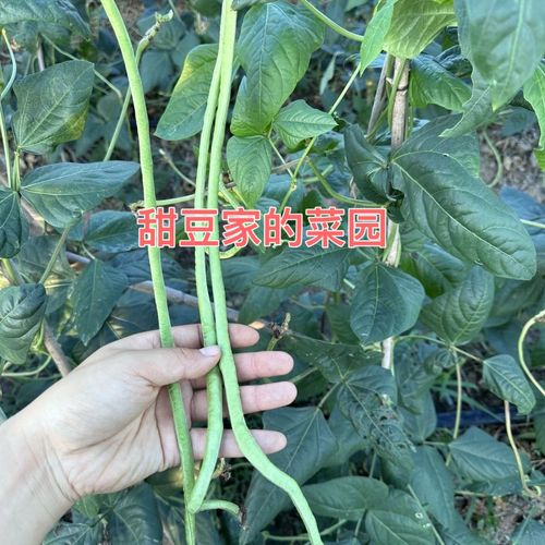 如何挑选新鲜的豆角段状蔬菜？