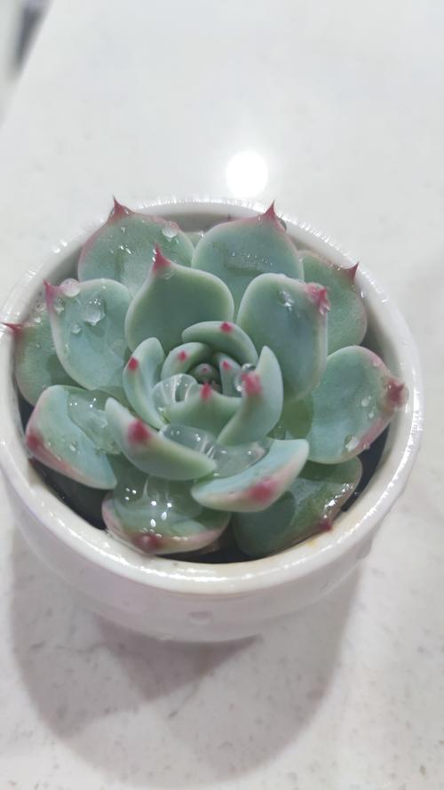 用盐就能让盆栽绿植生机勃勃