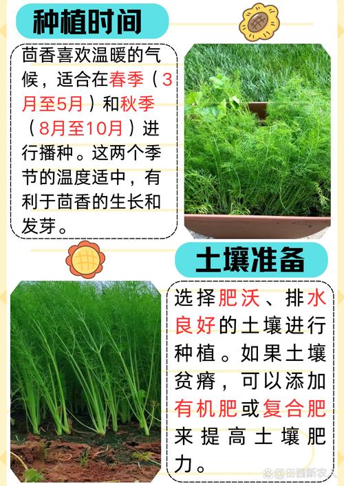 怎样去除衣服上的茴香籽味?