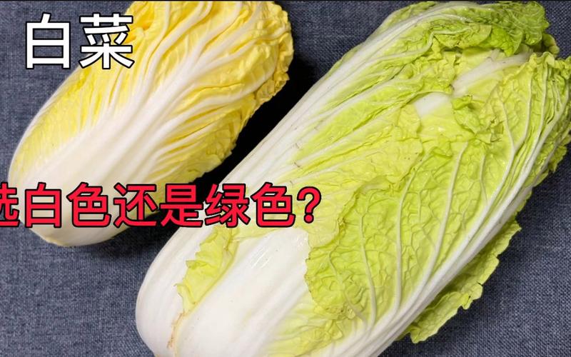 如何挑选新鲜的白菜？