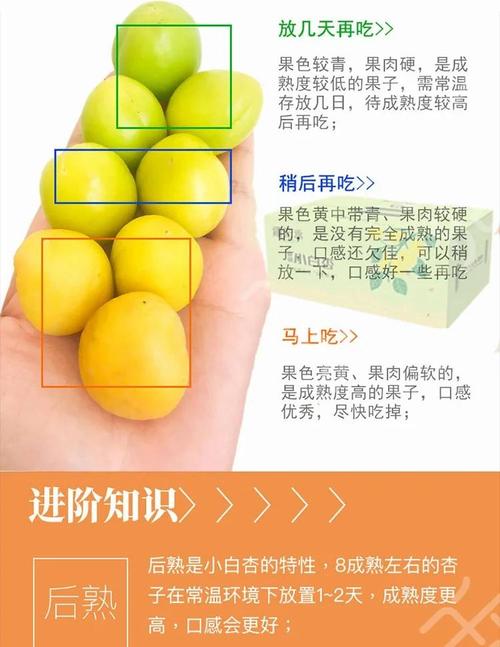 怎么挑选新鲜杏子?果面光泽度是重要指标