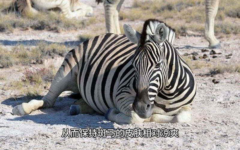 为什么斑马会有黑白条纹？