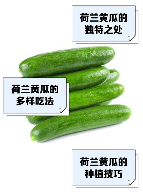 怎样挑选新鲜的荷兰黄瓜？
