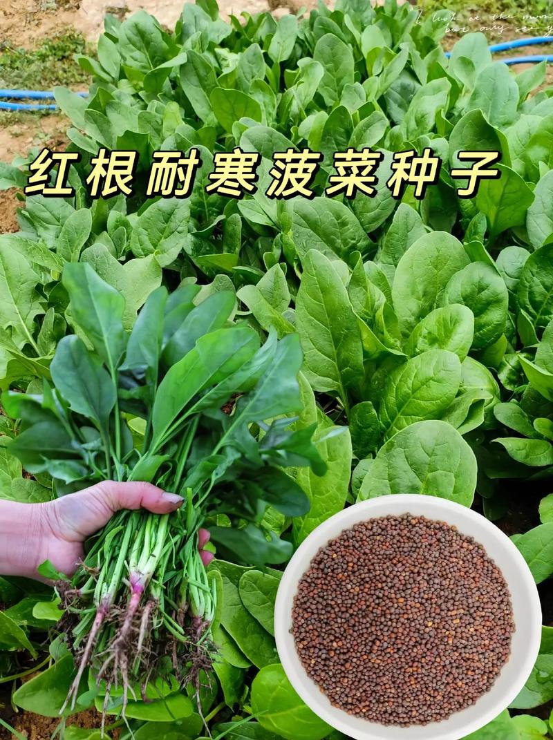 如何挑选新鲜的菠菜？