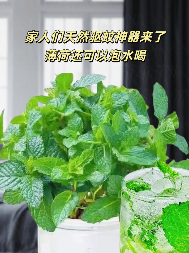 自制天然驱蚊盆栽，蚊子见了绕道走