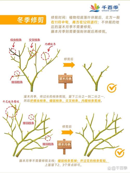 为什么冬天要给植物修剪枝叶？