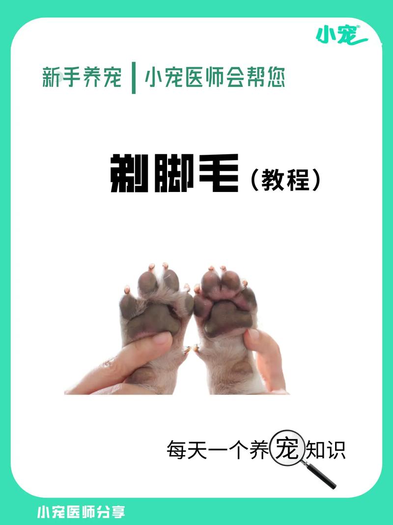 为什么夏天要给宠物修剪脚底毛？