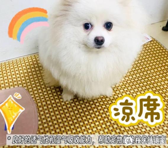 为什么夏天要给宠物准备散热垫?