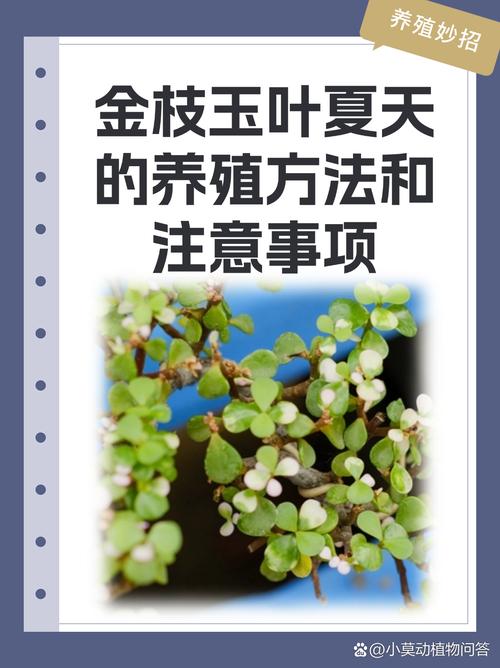为什么夏天要给植物遮阴？