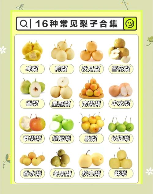 教你挑选新鲜梨的实用要点
