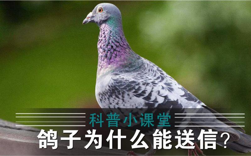 为什么鸽子会送信？