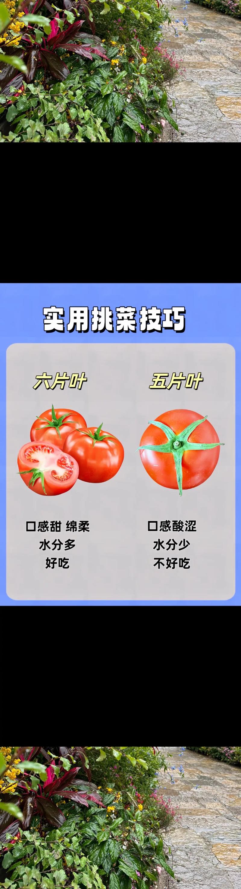 教你挑选新鲜蔬菜的秘诀