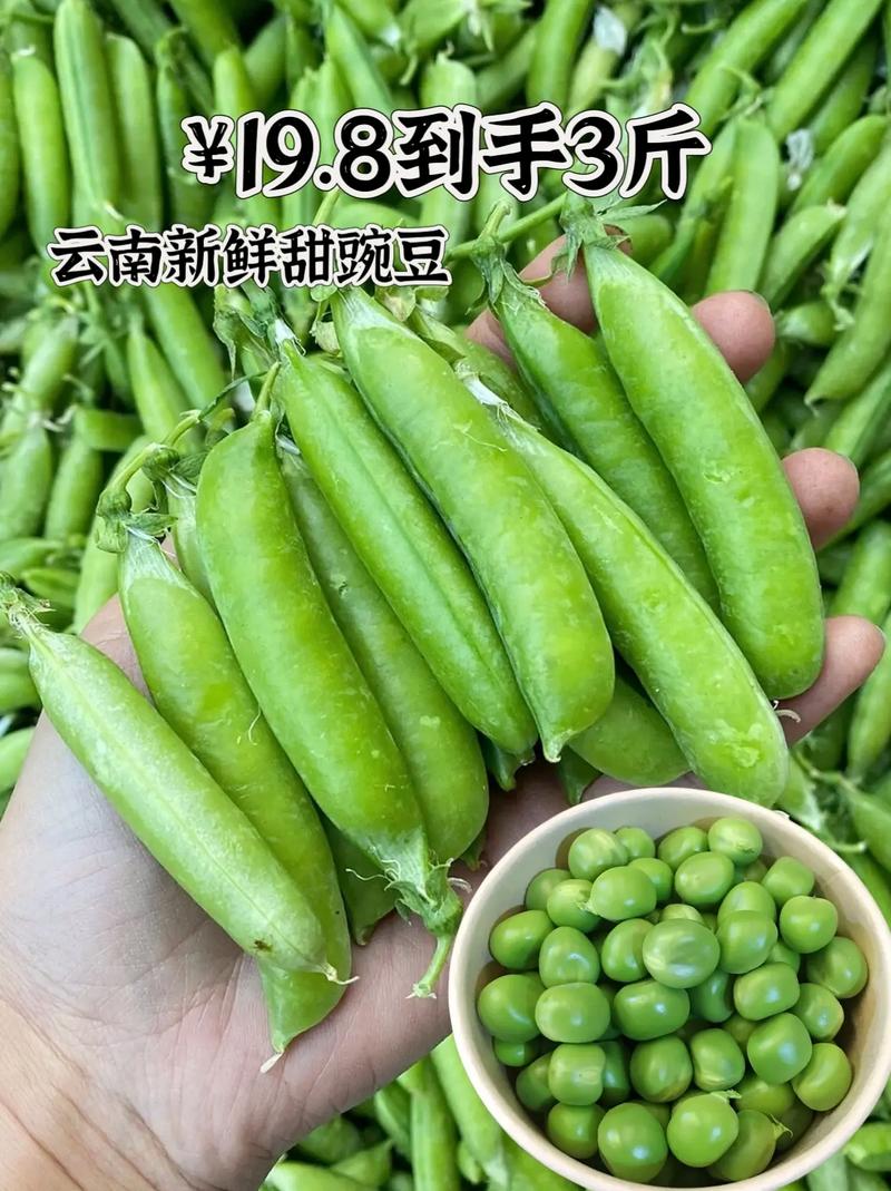 怎样挑选新鲜的豌豆荚?