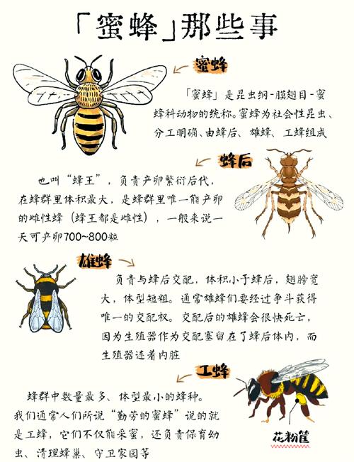 为什么蜜蜂会采蜜？