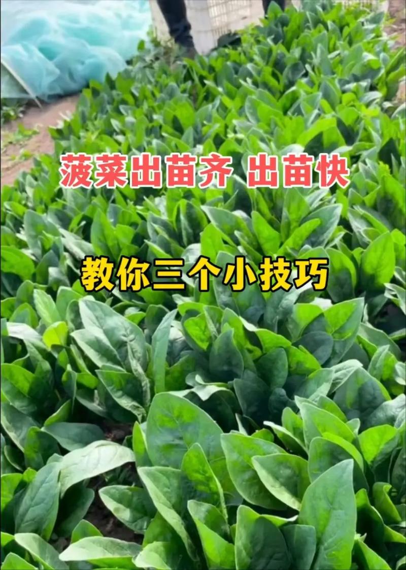 怎样挑选新鲜的菠菜苗？
