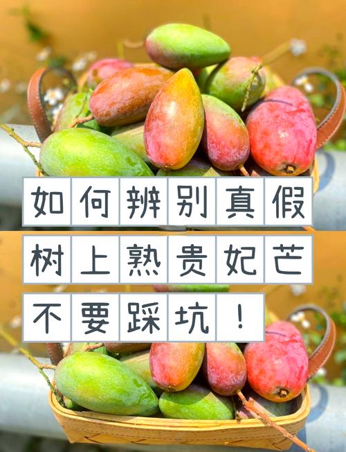 教你挑选新鲜芒果的「果蒂气味法则」