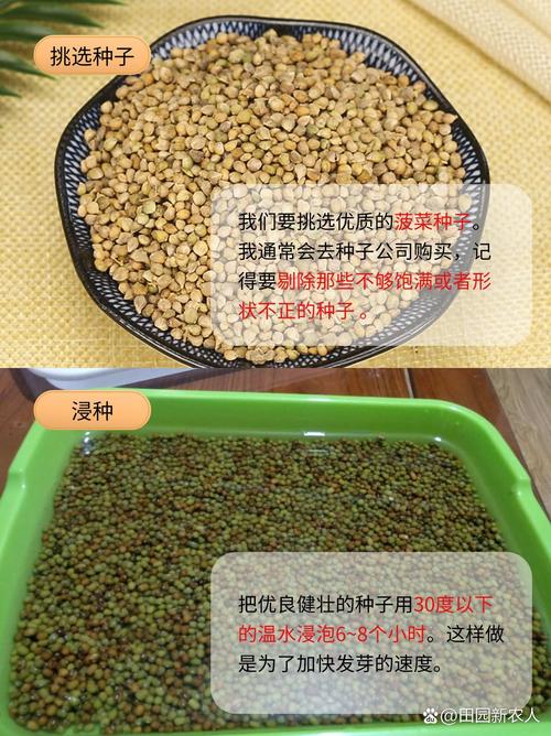 如何挑选新鲜的菠菜嫩茎叶?