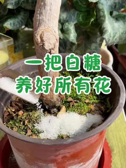 用白糖养花,花朵开得更鲜艳