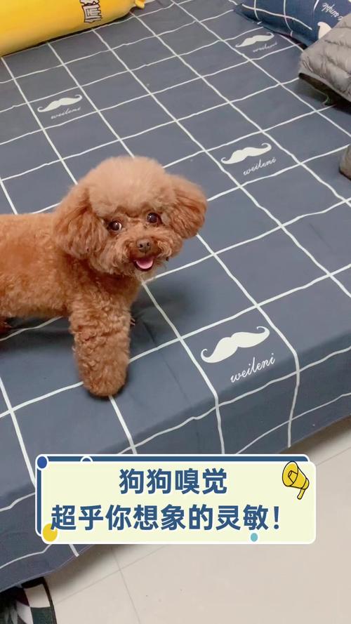 为什么狗会有嗅觉灵敏度？