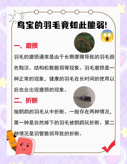 为什么鸟会有羽毛保暖?