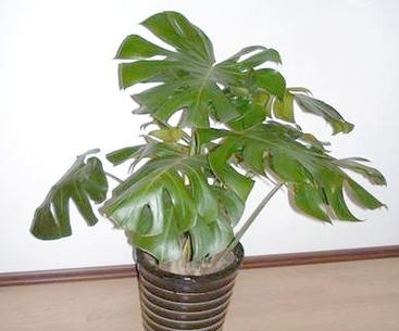 空调房保湿秘籍：绿植摆放有讲究