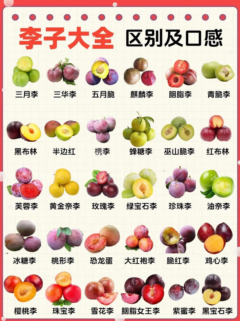 教你挑选新鲜李子的「果棱清晰法则」