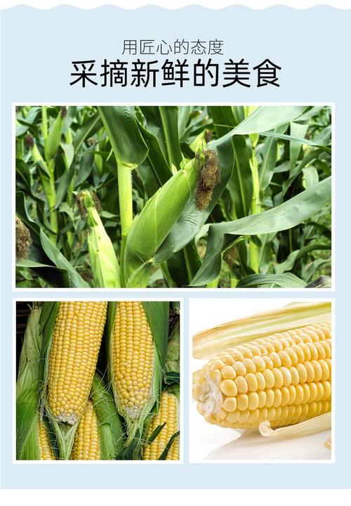 如何挑选新鲜的速冻玉米?