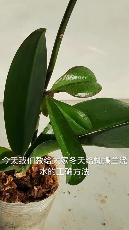 为什么冬天要给植物控制浇水量?