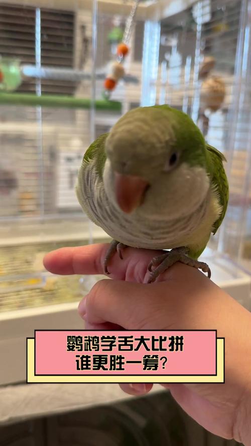 为什么鹦鹉会学舌?