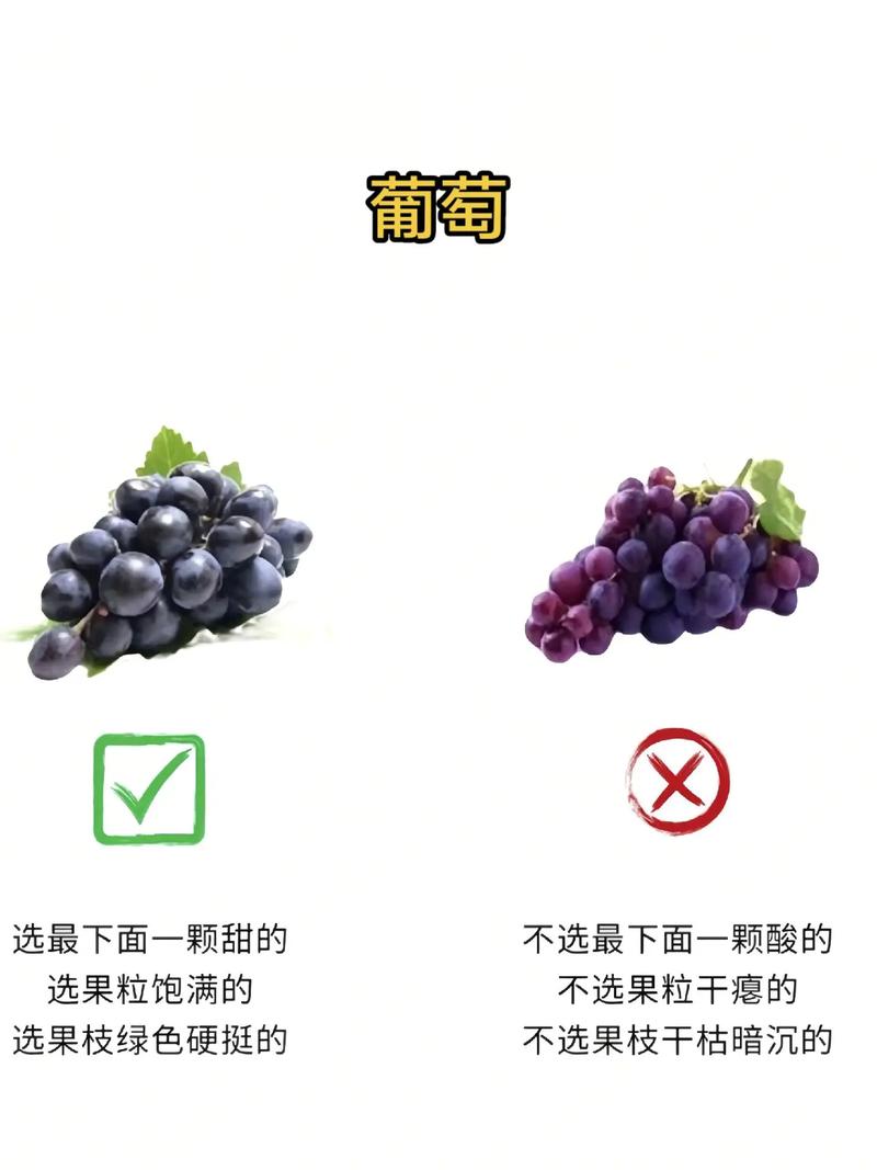 如何挑选新鲜的葡萄？