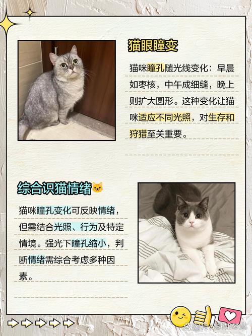 为什么猫会有瞳孔变化？