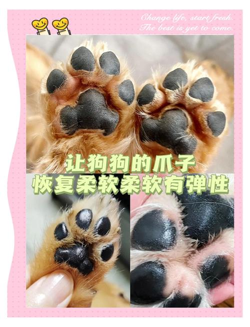 为什么冬天要给宠物检查脚垫？