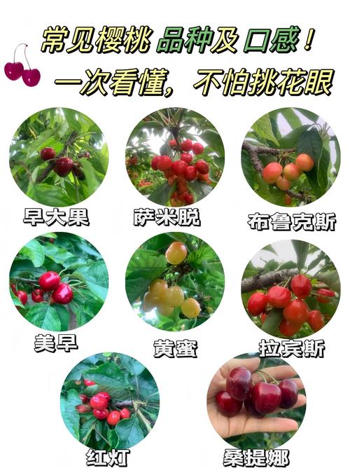 教你挑选新鲜樱桃的「果梗颜色法则」