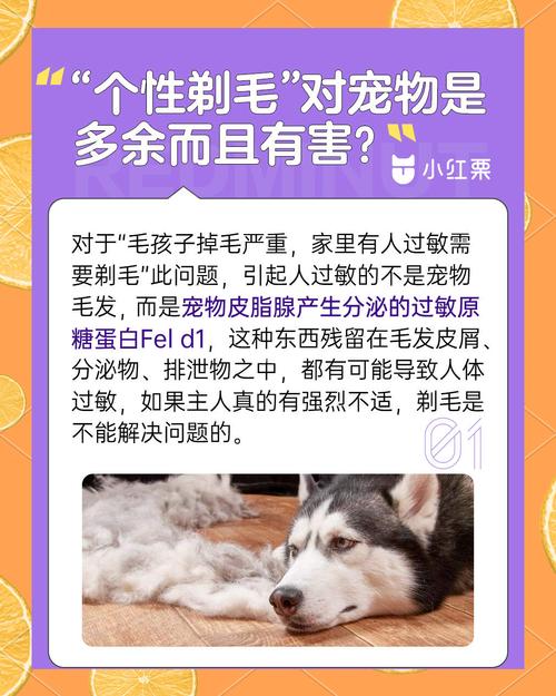 为什么夏天要给宠物修剪腹部毛发？