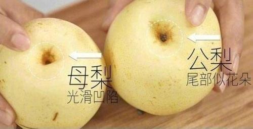 教你挑选新鲜梨的 “果点玄机”