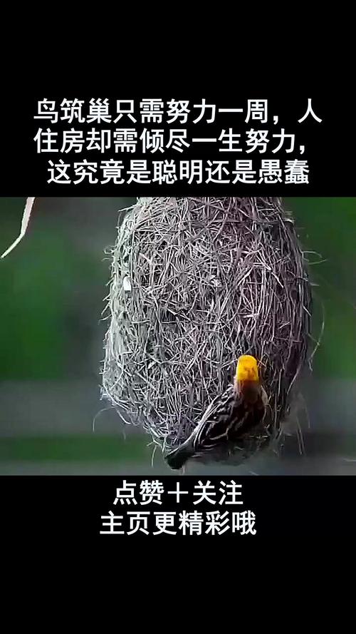 为什么鸟会有筑巢本能?