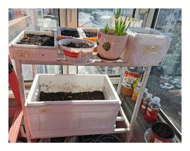 快递纸箱种菜攻略：阳台变身小菜园