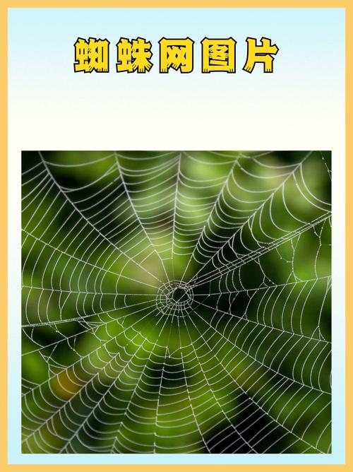 为什么蜘蛛会有织网本能?