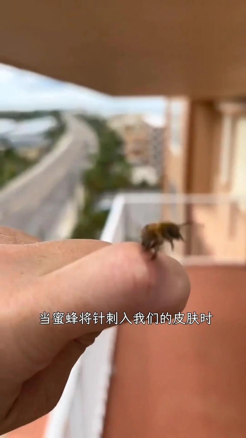 为什么蜜蜂会有蜂刺？