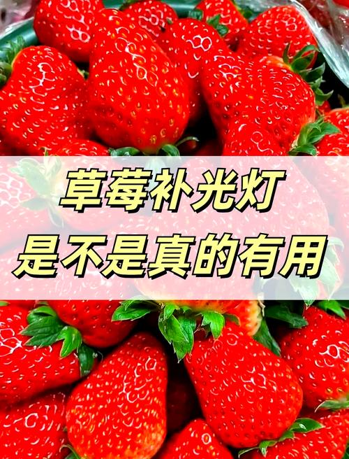 为什么冬天要给植物增加光照时间?
