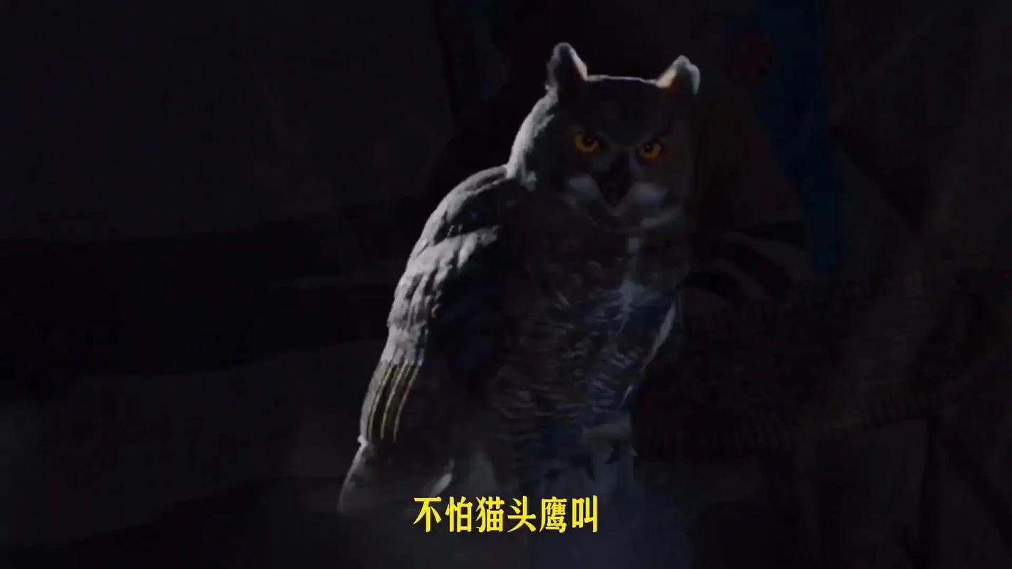 为什么猫头鹰晚上不睡觉？