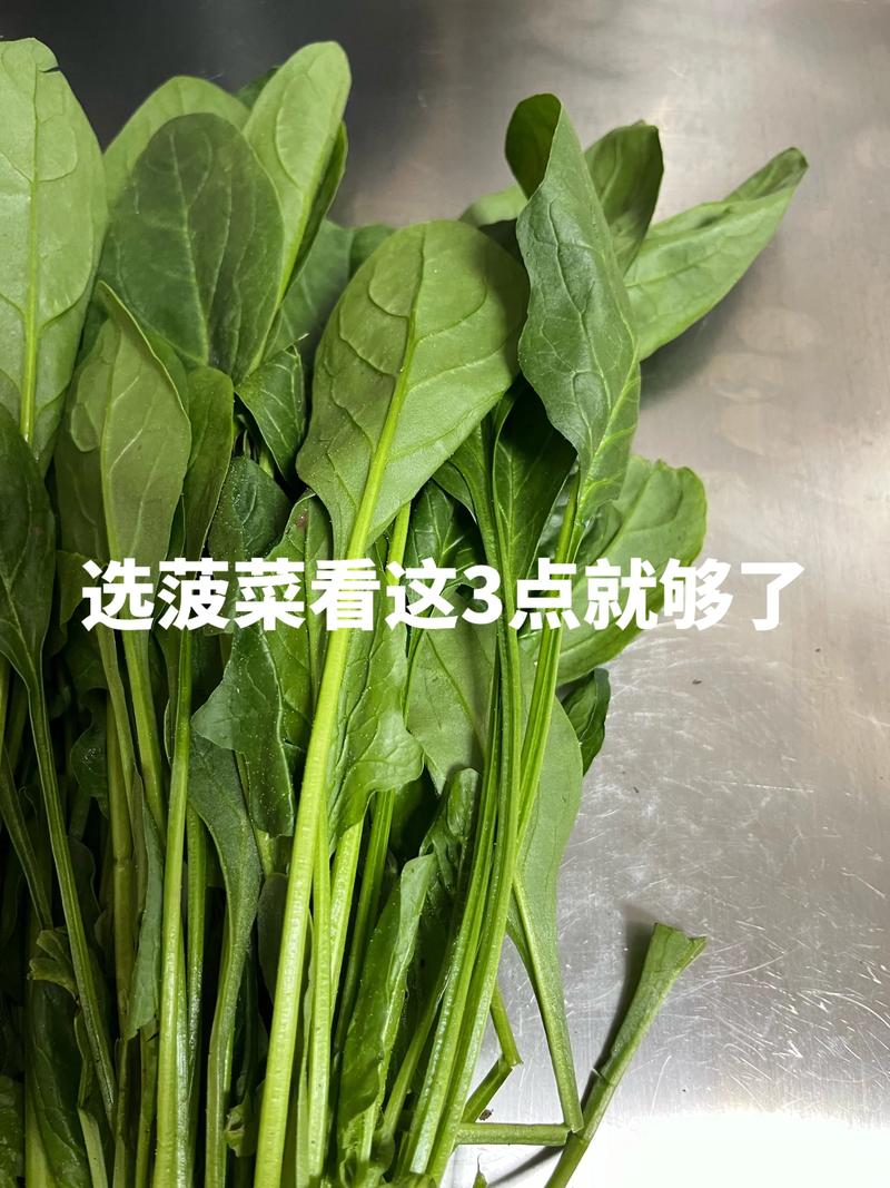 如何挑选新鲜的菠菜叶？