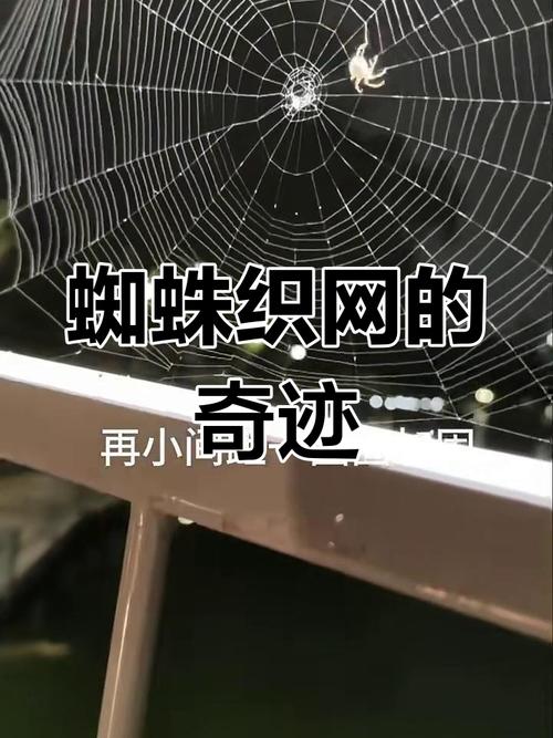 为什么蜘蛛会结网?