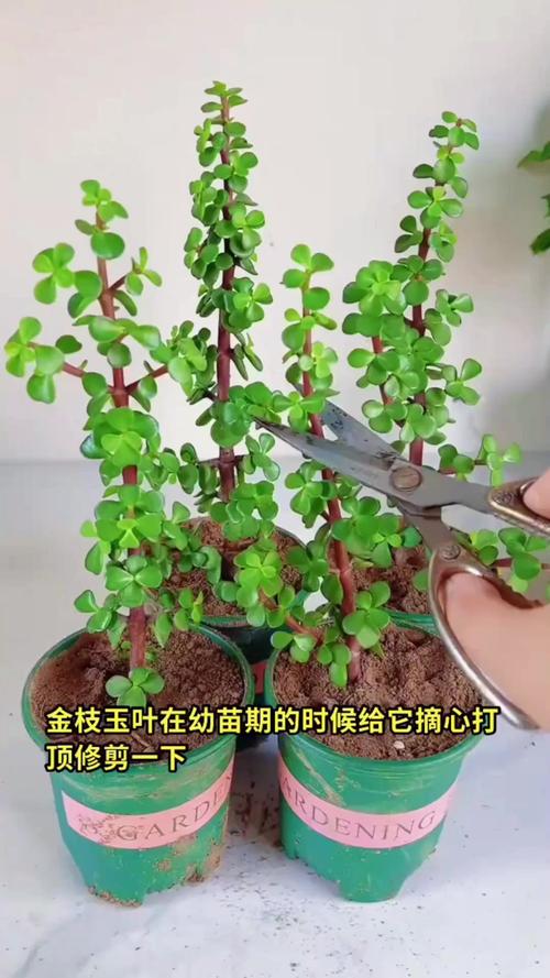 植物茎干徒长怎么办?打顶摘心促进分枝